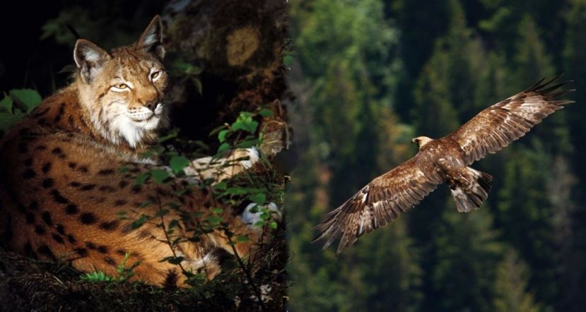Was gibt es Neues im Nationalpark Gesäuse?