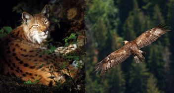 Was gibt es Neues im Nationalpark Gesäuse?