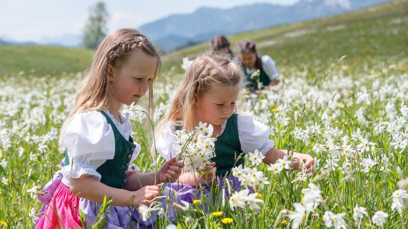 Blühende Narzissen verzaubern die Region