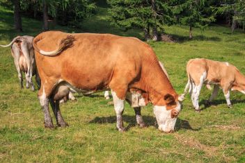 Kuhherde verletzt Wanderin schwer