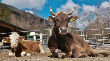 Calimero und Coco
