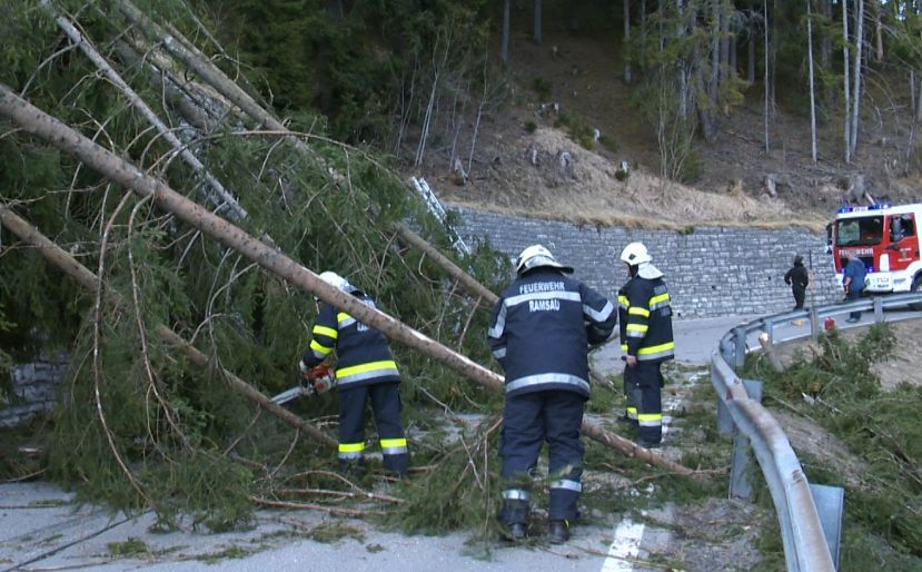 Bäume über L-711 Landstraße