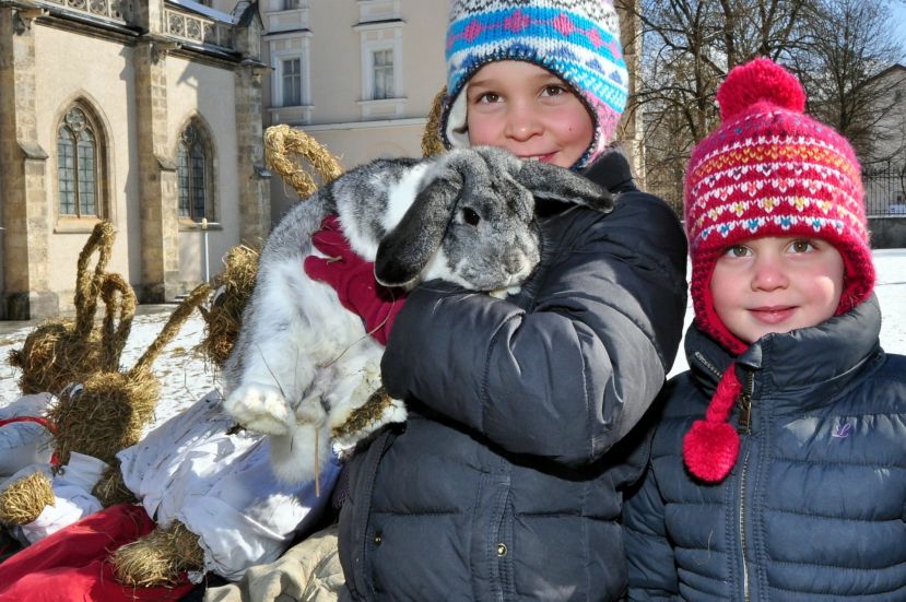 Osterhasen dringend gesucht