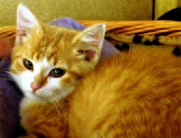 Große Hilfe für eine kleine Katze