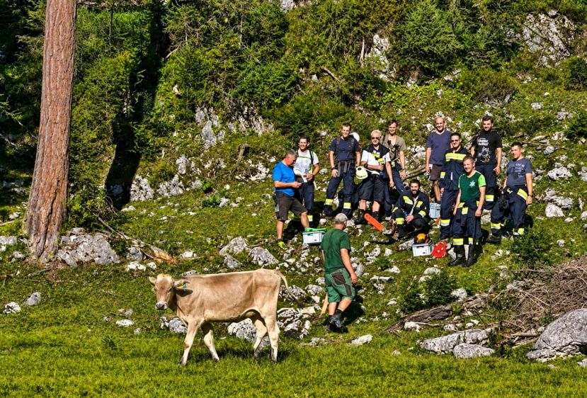 Feuerwehr rettet Kalb aus steiler Felswand
