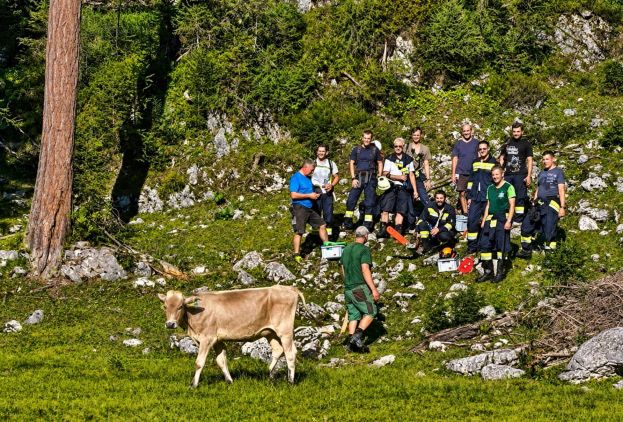 Feuerwehr rettet Kalb aus steiler Felswand