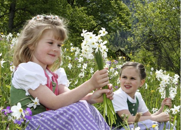 Die Narzissenwiesen im Ausseerland-Salzkammergut beginnen zu blühen. Rechtzeitig zum Narzissenfest werden sie in voller Blüte stehen.
