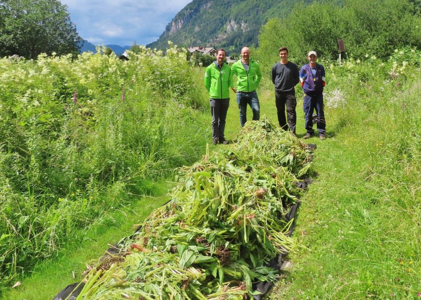 Drüsiges Springkraut türmt sich vor unseren Mitarbeitern – Neophytenbekämpfung in den vier Naturparkgemeinden