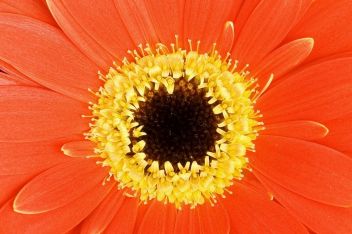 Pollenflug – Jedes Jahr ein Martyrium 