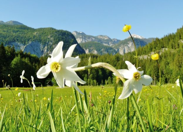 Die ersten Narzissen blühen