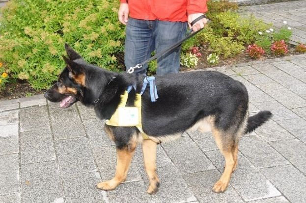 Aus alpiner Notlage gerettet