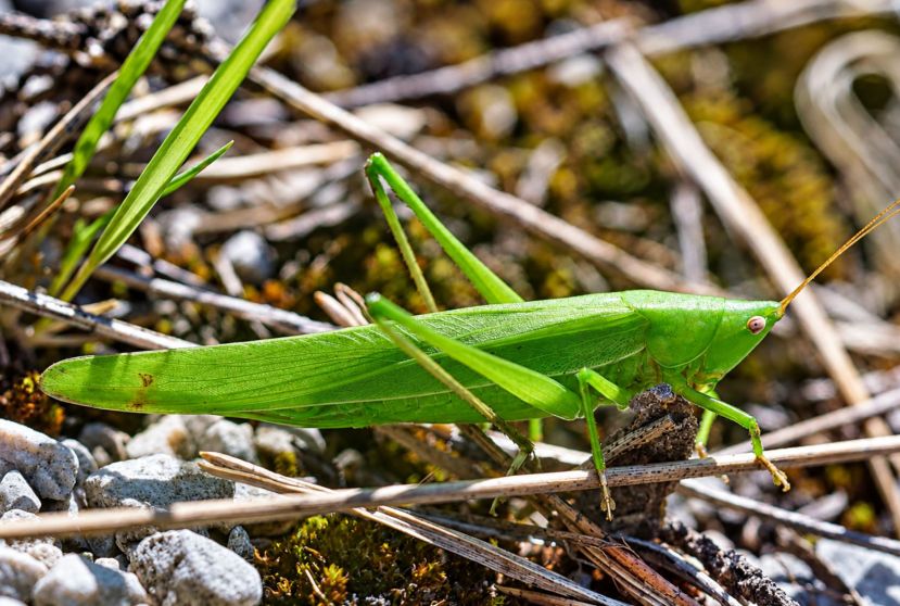 Die Große Schiefkopfschrecke (Ruspolia nitidula)