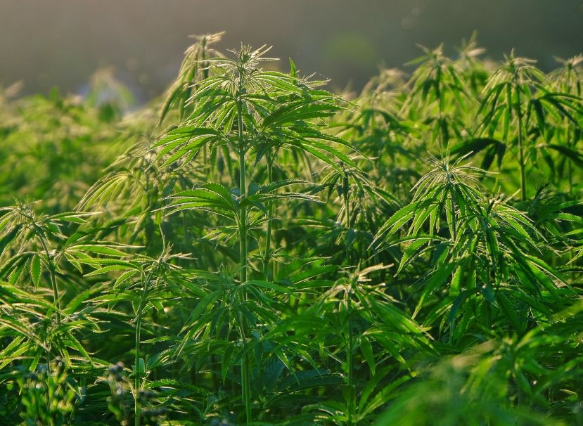Marihuana Plantage im Wald sichergestellt