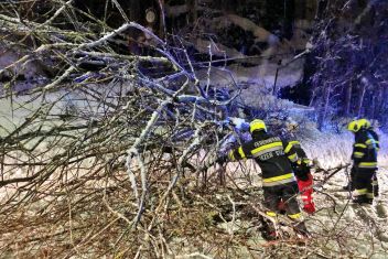 Baum über die Admonter Straße in Liezen