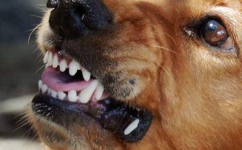Polizistin im Dienst von Hund gebissen