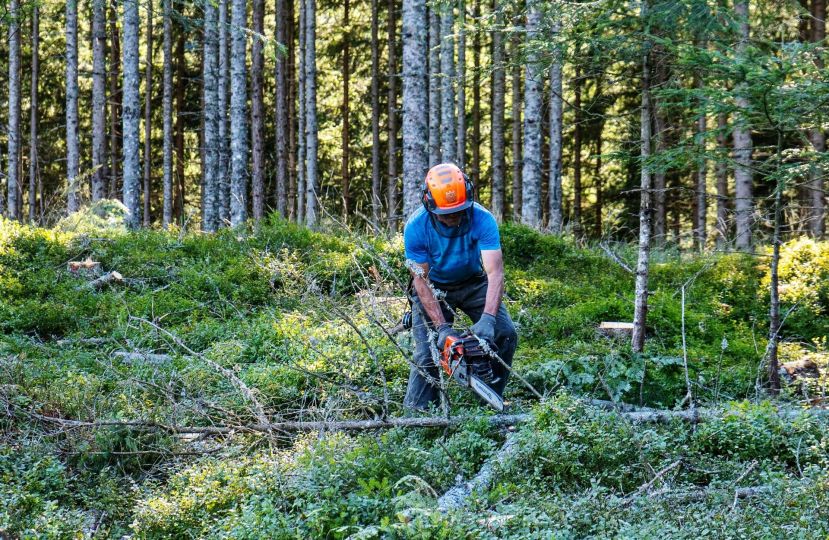 Im Zentrum der Naturwälder Österreichs