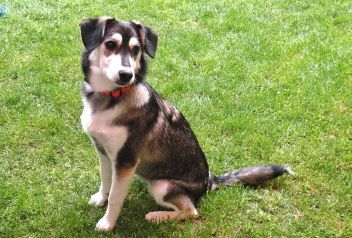 Jimmy, der Hund der aus der Tonne kam