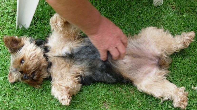 Heißer Hund