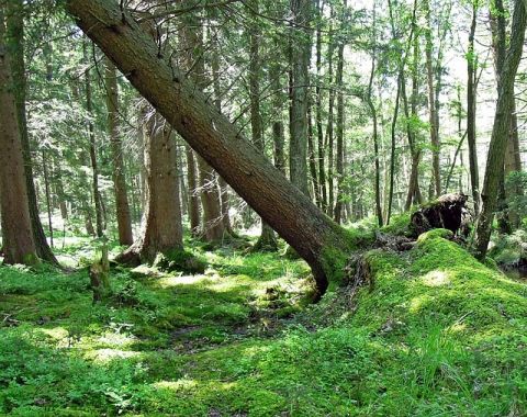 Forstunfall in Pruggern