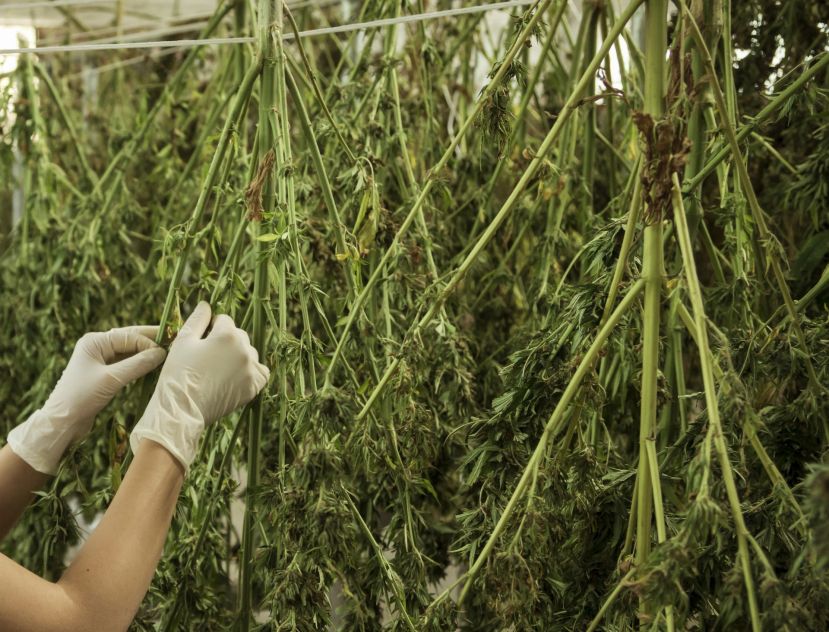 Cannabis Anlage in Liezen sichergestellt