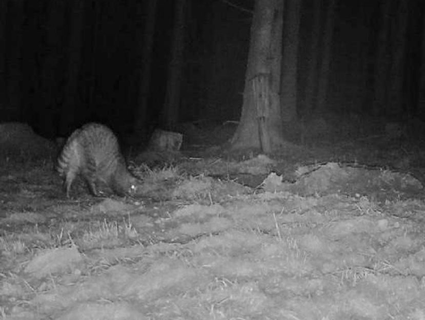Wildkatze von Kamera gefilmt