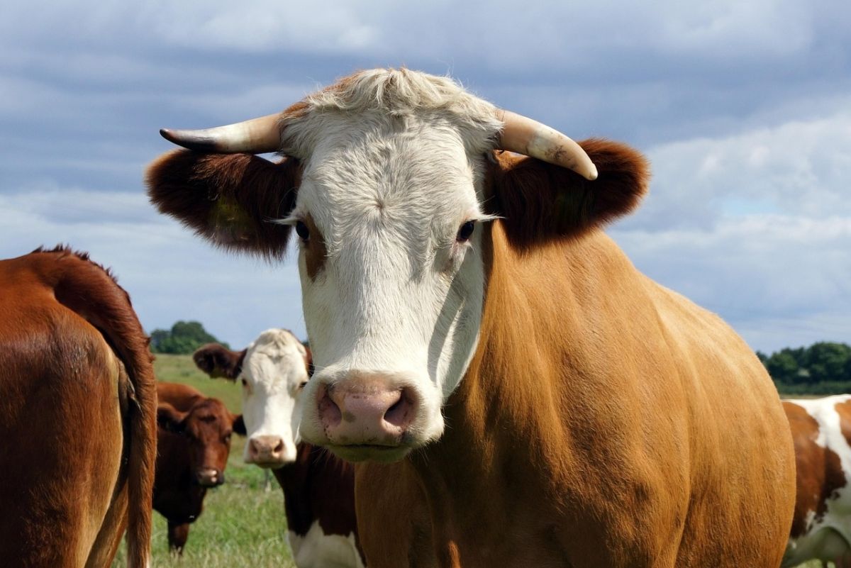 85-Jähriger stirbt nach Kuh-Angriff