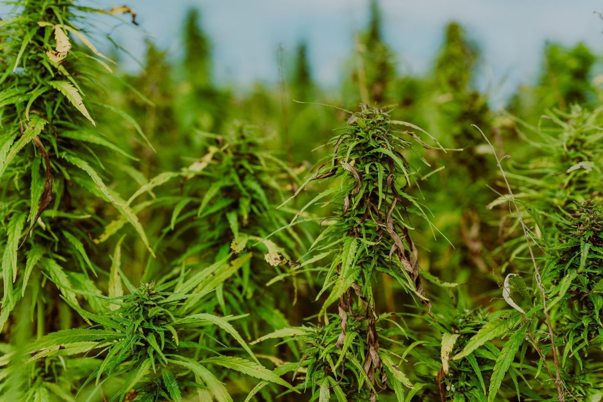 Cannabisplantagen Betreiber ausgeforscht