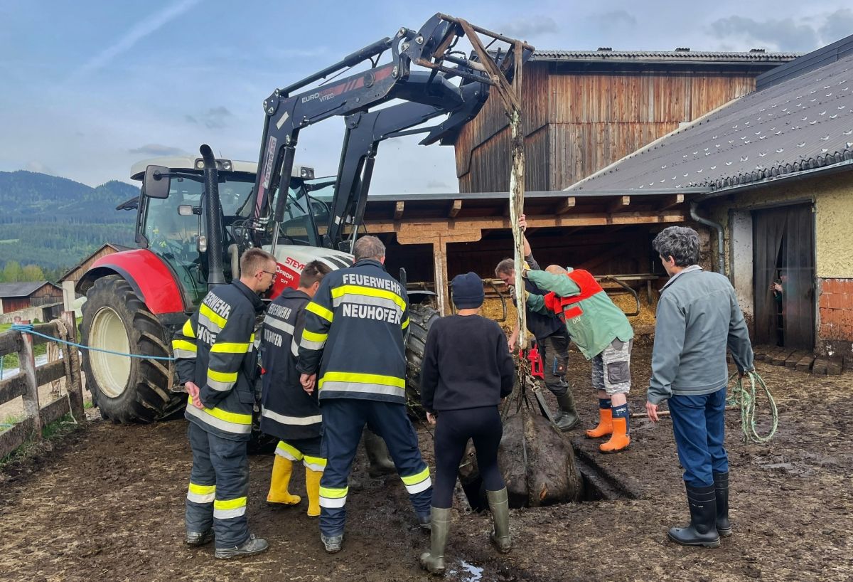 Feuerwehr Neuhofen rettet Kuh aus Güllegrube