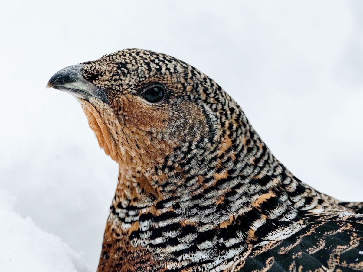 Auerhuhn-Bestand im Nationalpark wächst