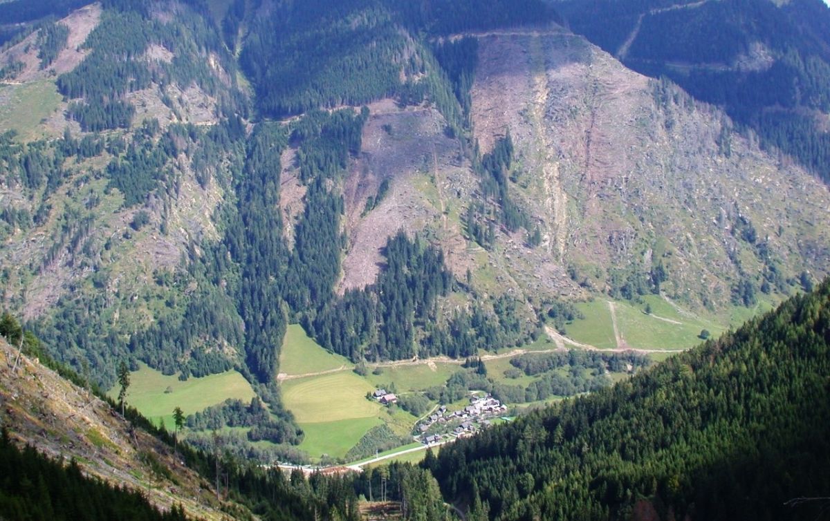 Schutzwald und Wild im Klimawandel