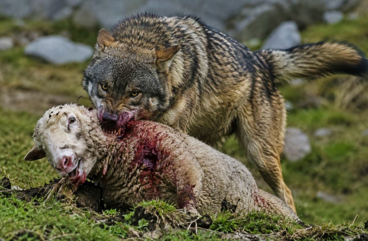 Erster Wolf soll bei uns entnommen werden