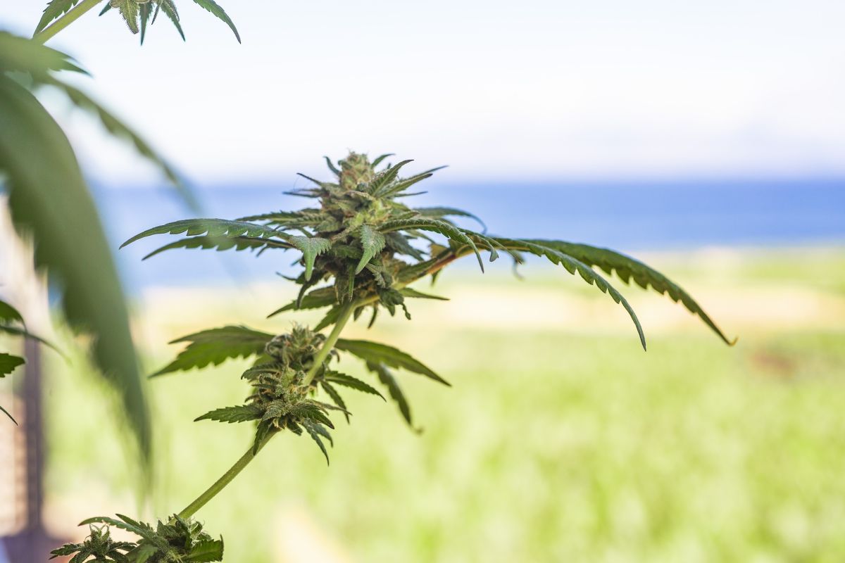 CBD-Blüten vs. CBD-Hasch