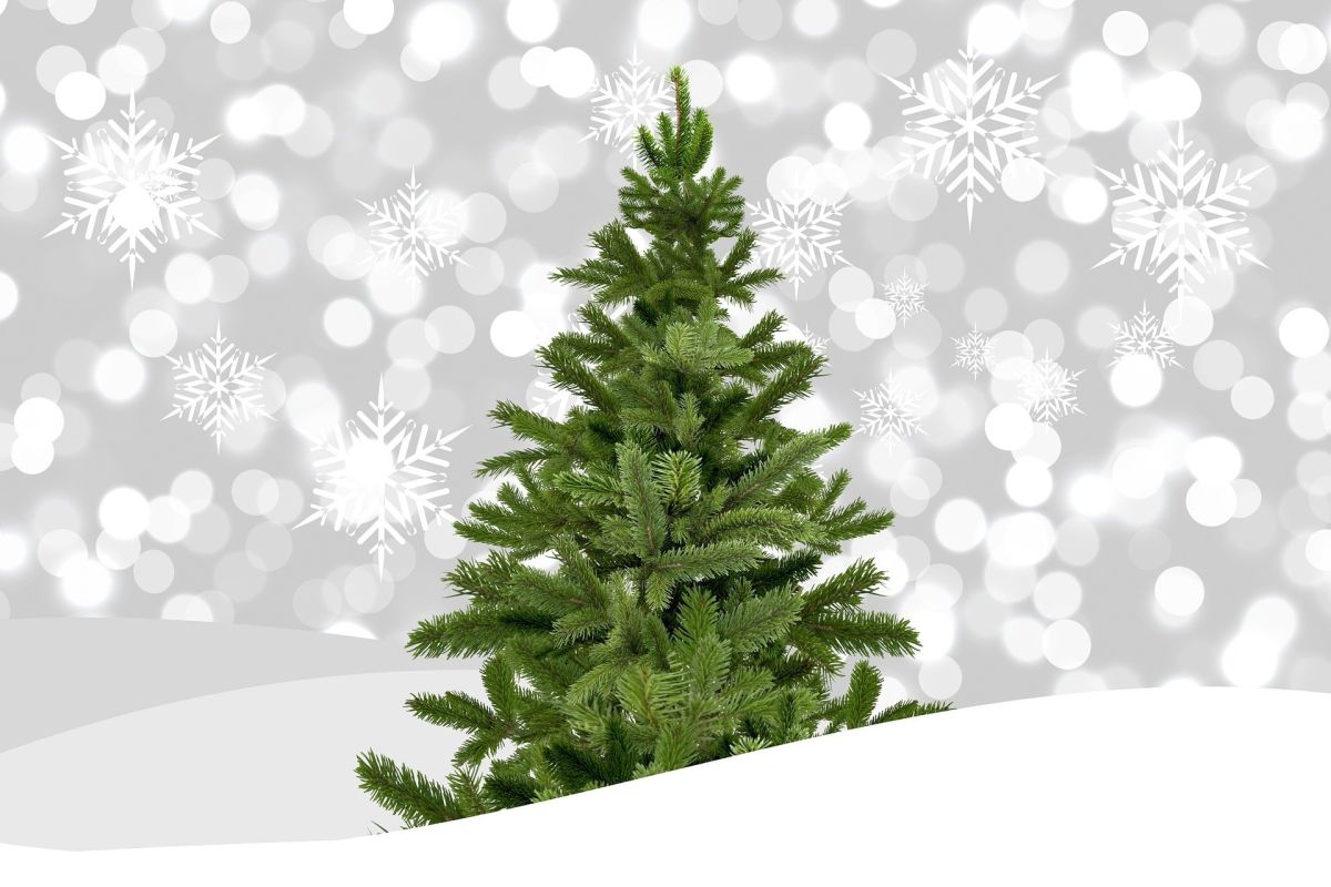 Der Tannenbaum