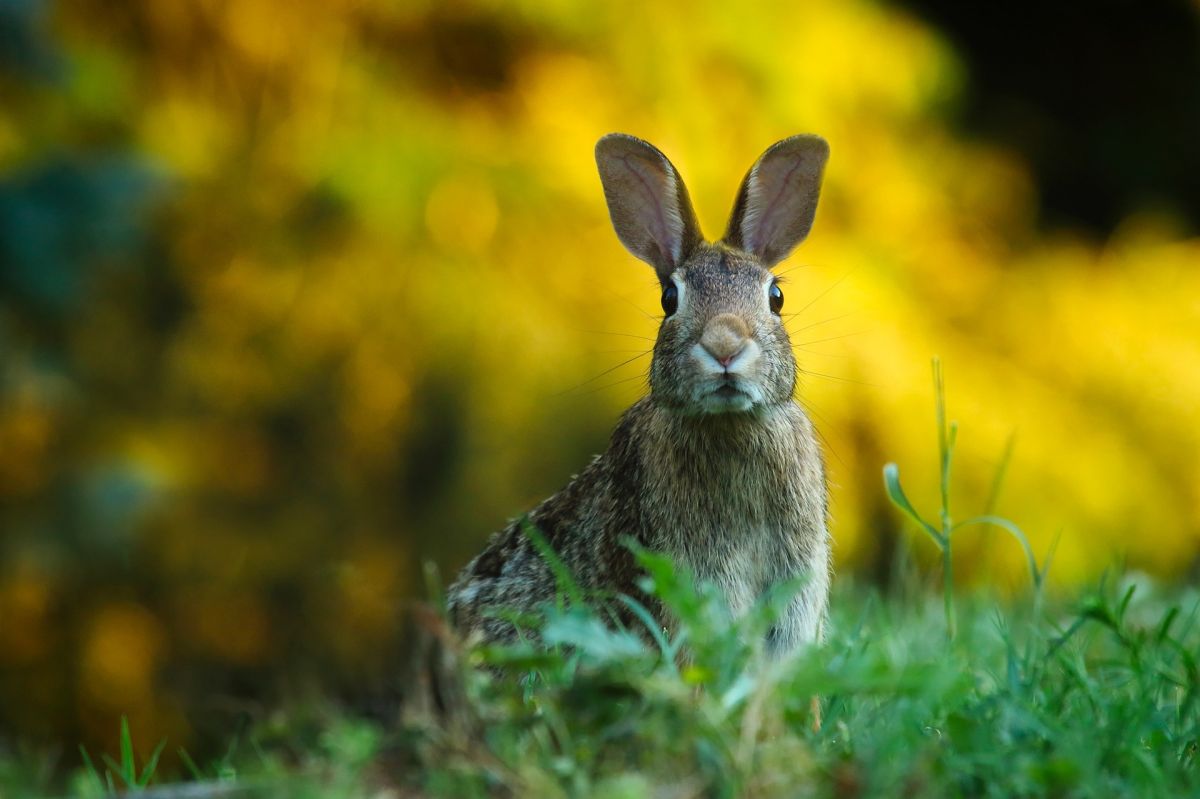 Hase an Baum aufgefunden