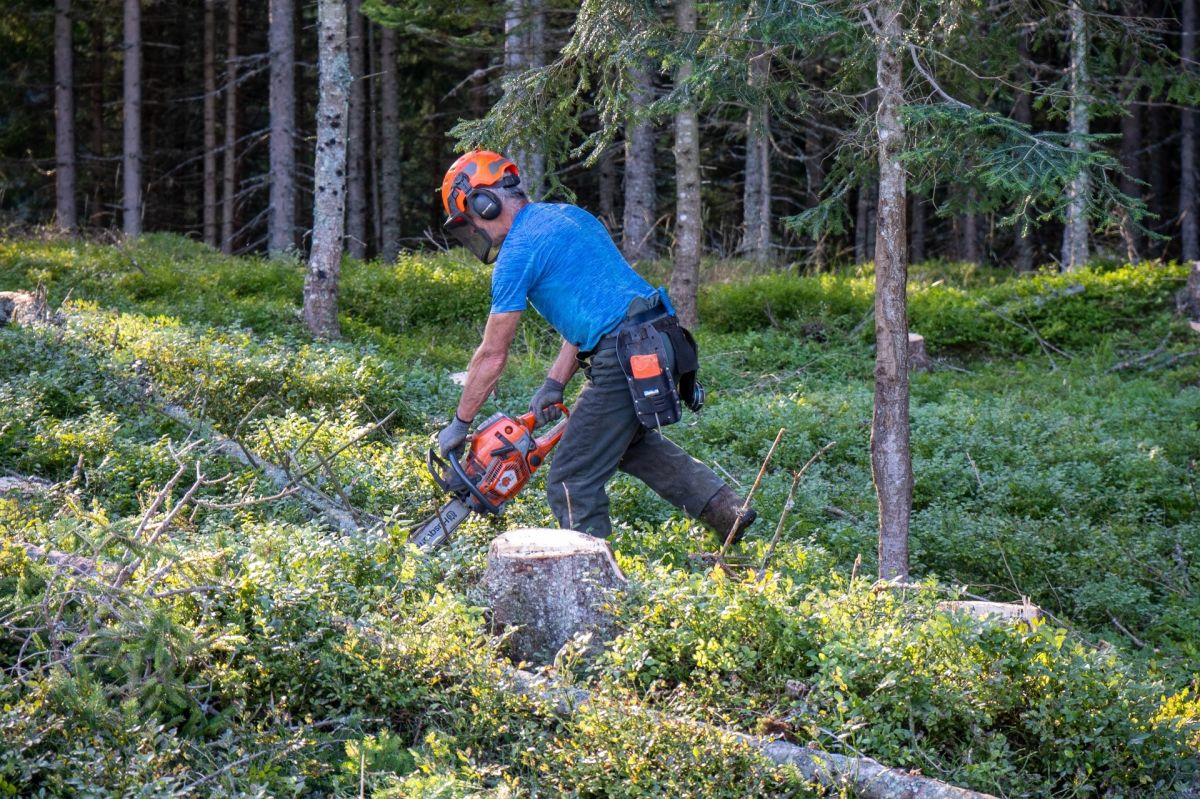 Wie sieht unser Wald in der Zukunft