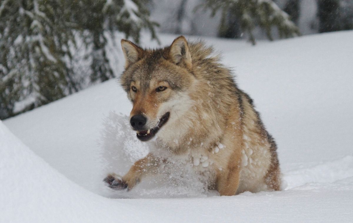 Der Wolf ist im Ausseerland angekommen